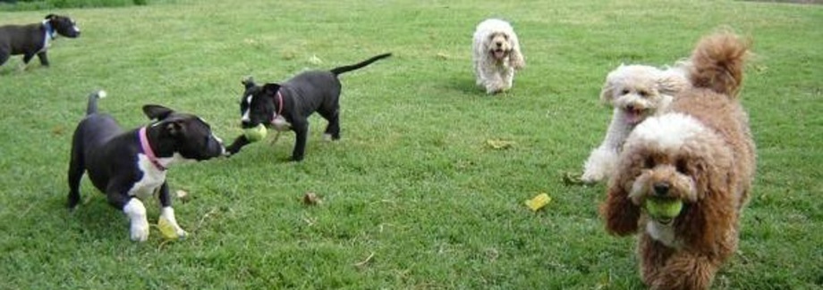 Doggy Heaven!
